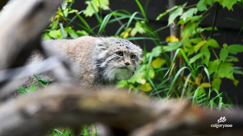 カルガリー動物園 / ワイルダー研究所のイゴールの写真
