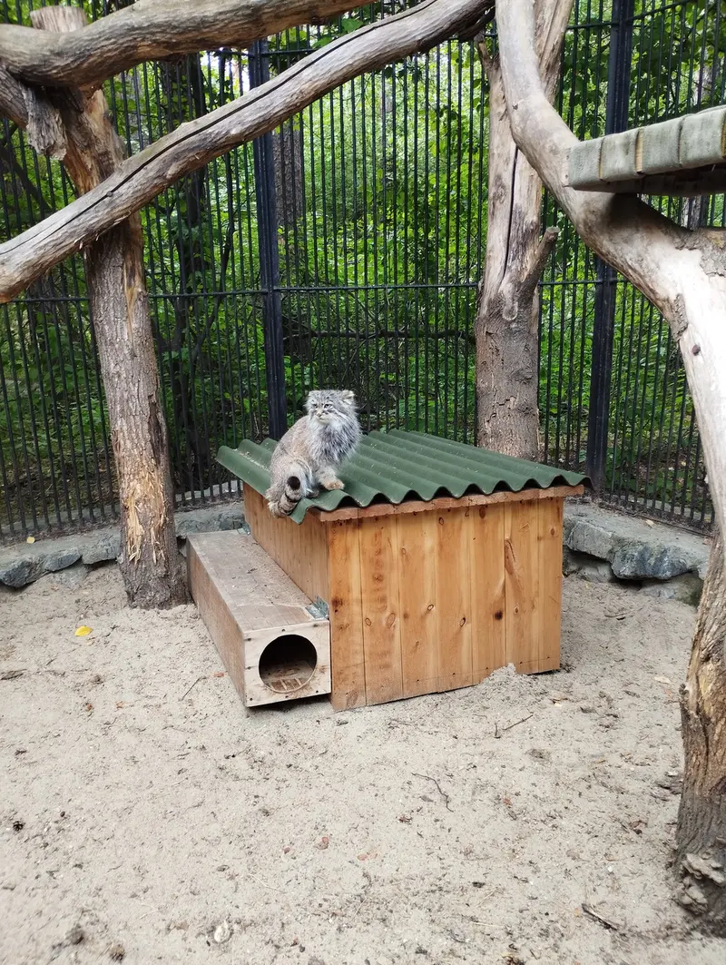 ノヴォシビルスク動物園のマヌルネコの写真