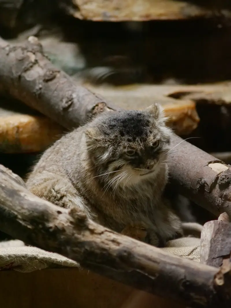 恩賜上野動物園のプリームラの写真