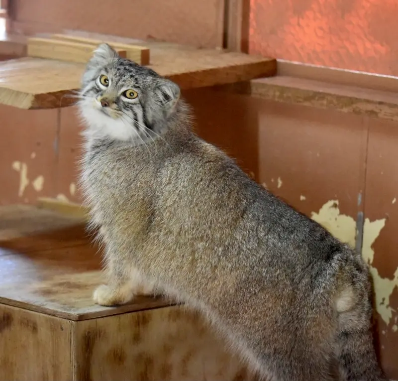 埼玉県こども動物自然公園のオリーヴァの写真