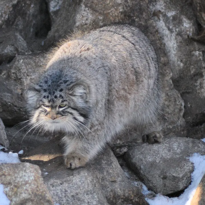 ゲルリッツ動物園のブルースの写真