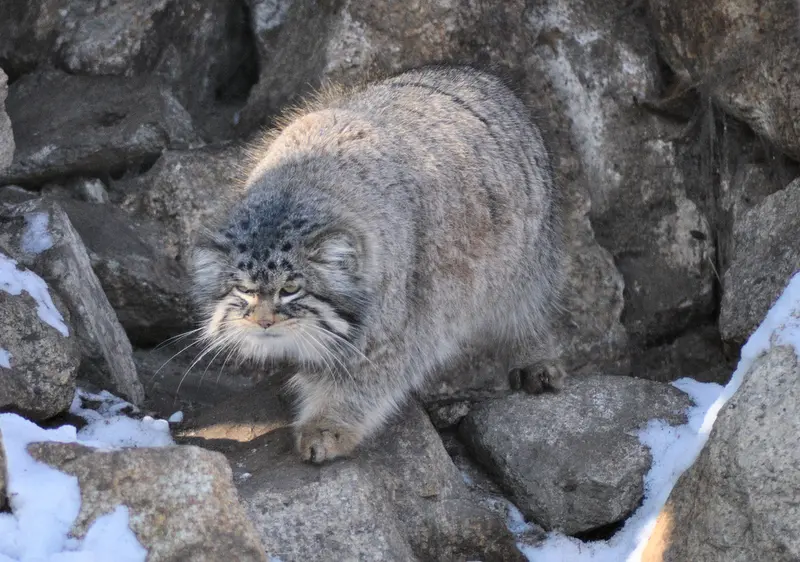 ゲルリッツ動物園のブルースの写真