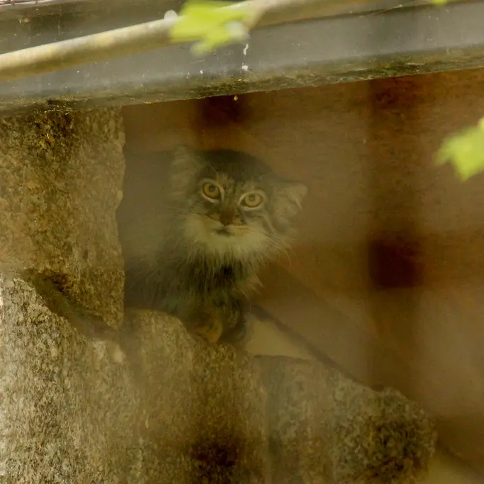 ケムニッツ動物園のトゥヤの写真