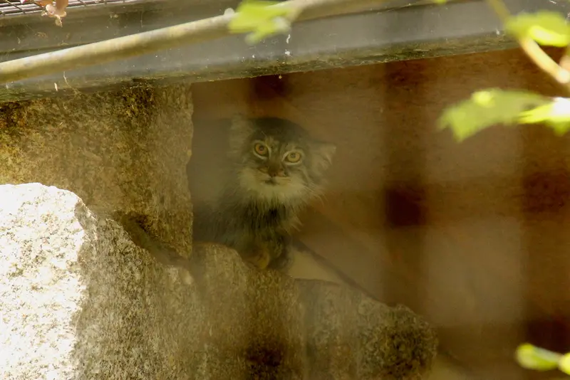 ケムニッツ動物園のトゥヤの写真