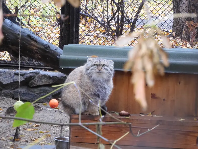 ノヴォシビルスク動物園のスネジャナの写真