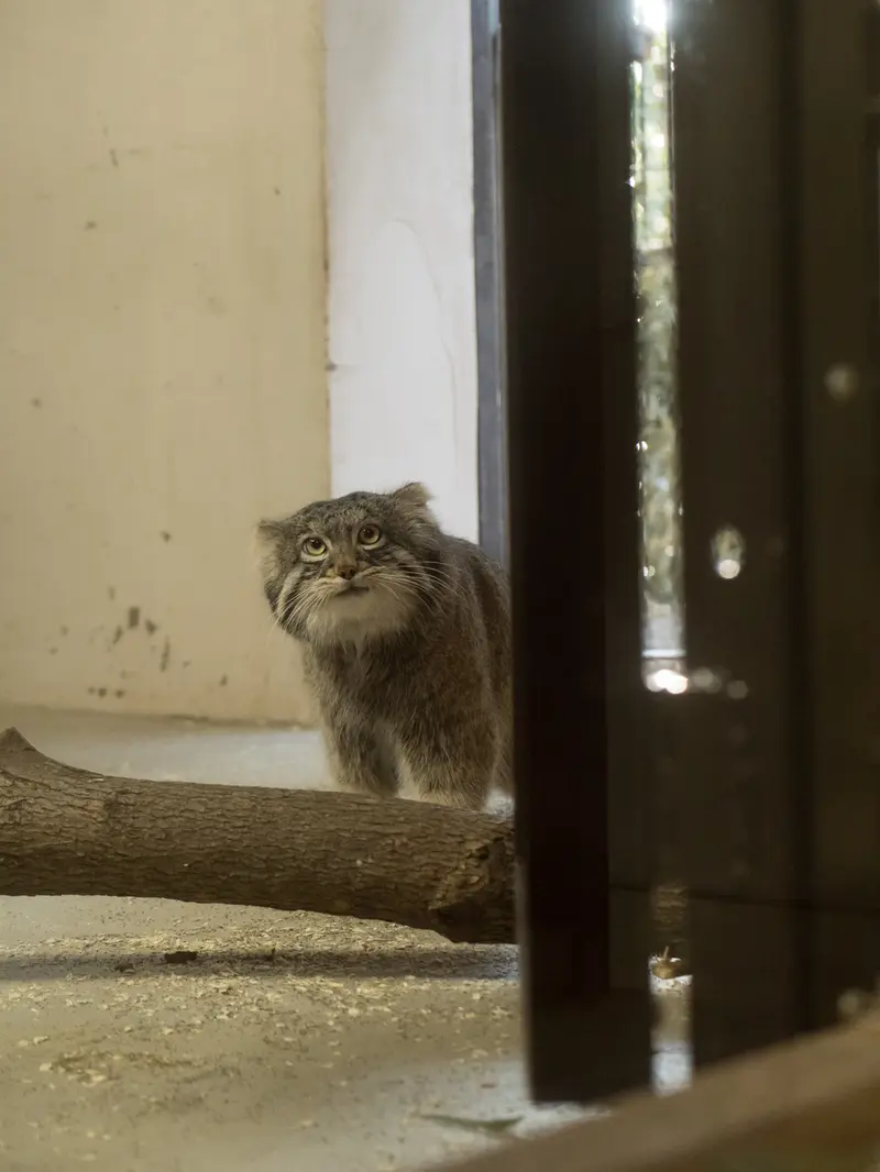 野毛山動物園のフィーガの写真