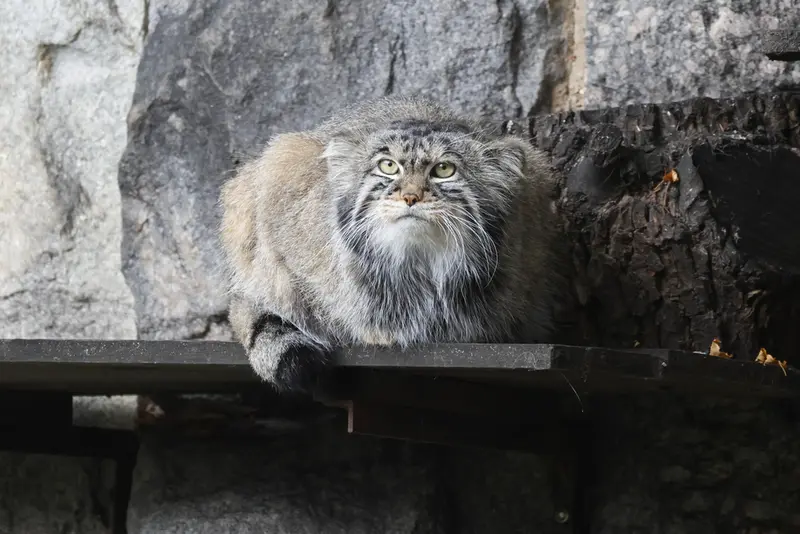 モスクワ動物園のティモフェイの写真