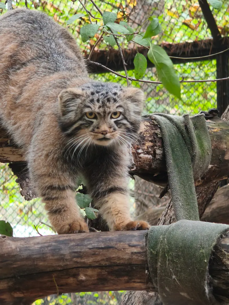 ノヴォシビルスク動物園のマヌルネコの写真