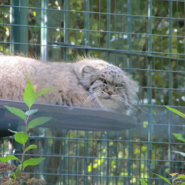 デッサウ動物園のマンニの写真