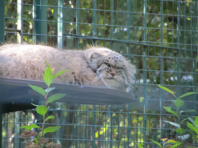 デッサウ動物園のマンニの写真