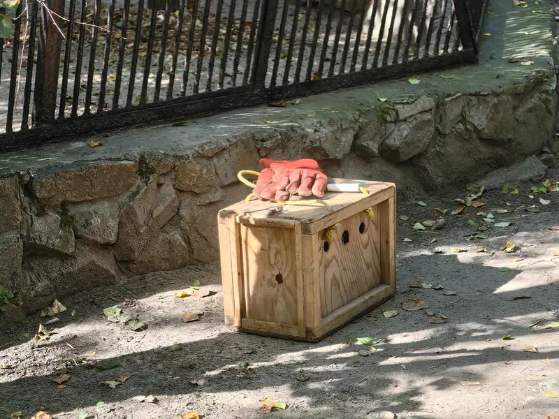 ノヴォシビルスク動物園のマヌルネコの写真