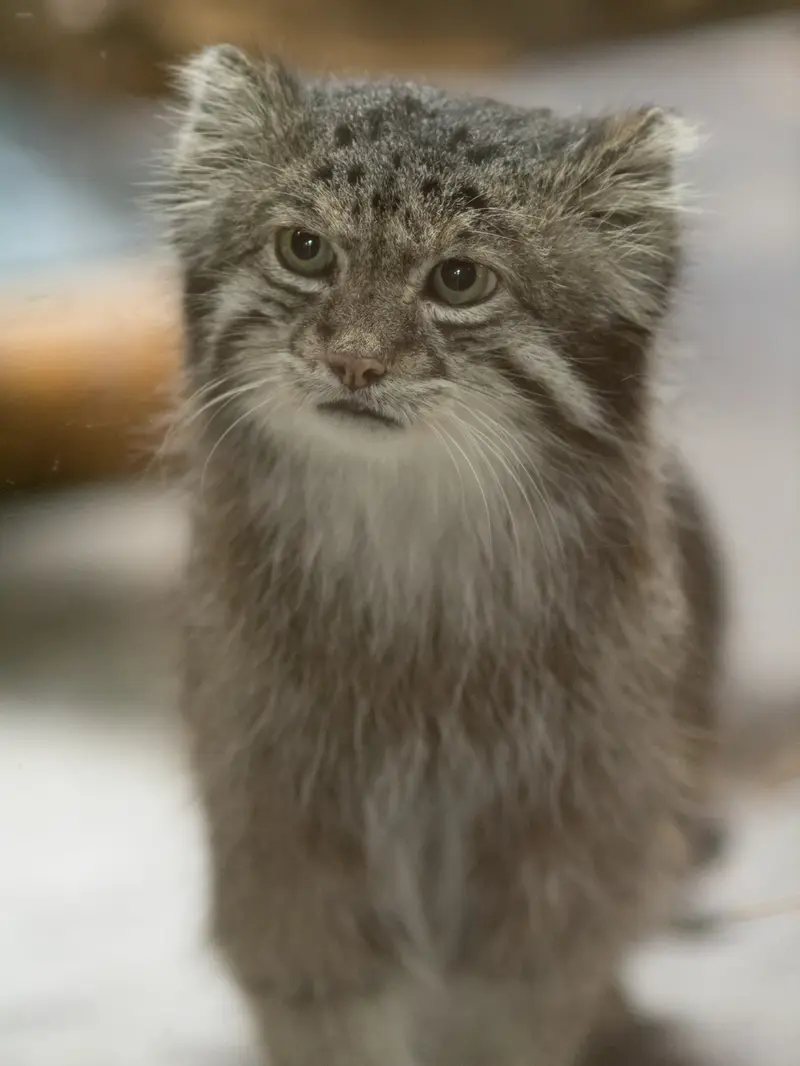 恩賜上野動物園のクリョンの写真