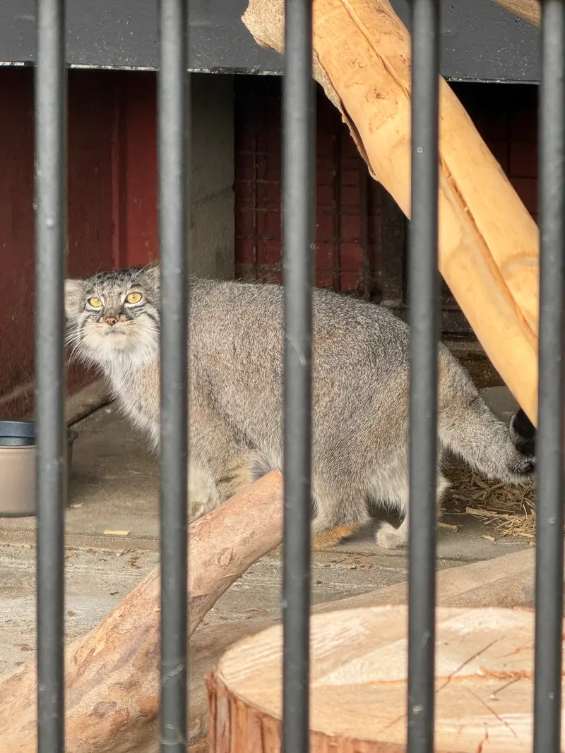 ごかつら池どうぶつパークのメイの写真
