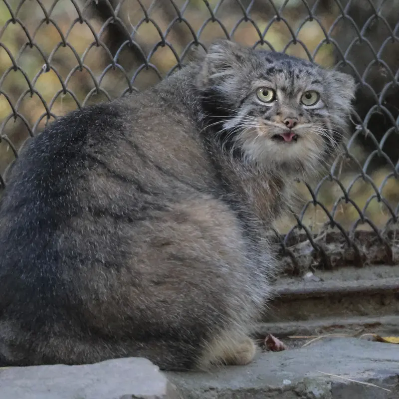 ノヴォシビルスク動物園のアデルの写真