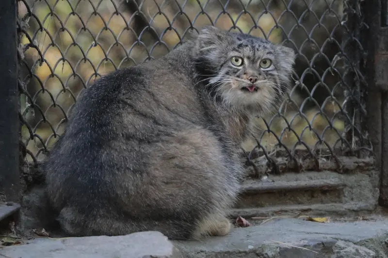 ノヴォシビルスク動物園のアデルの写真