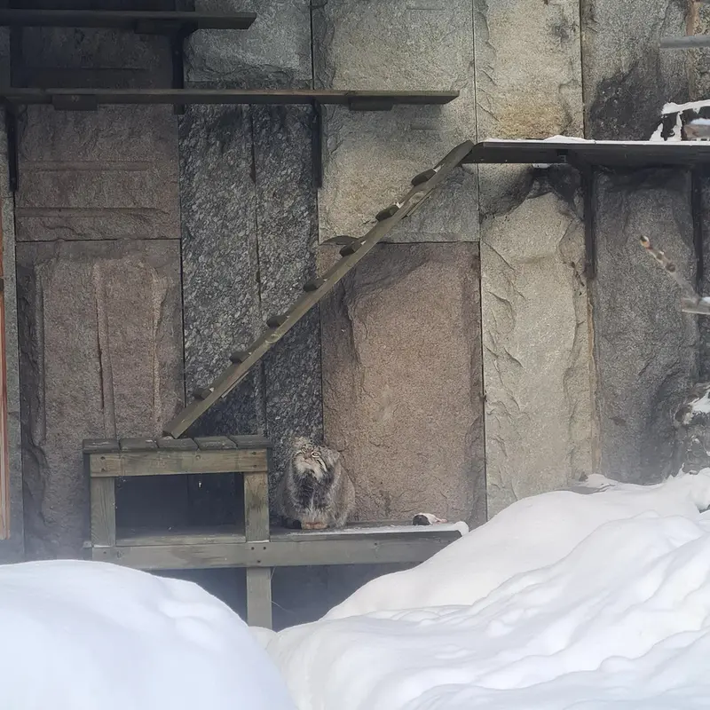 モスクワ動物園のティモフェイの写真