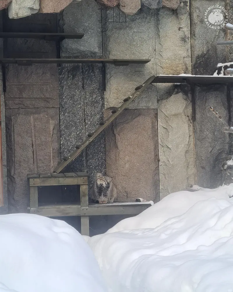 モスクワ動物園のティモフェイの写真