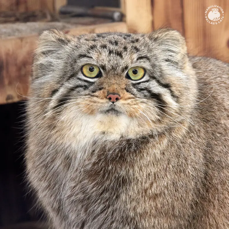 ノヴォシビルスク動物園のアーニャの写真