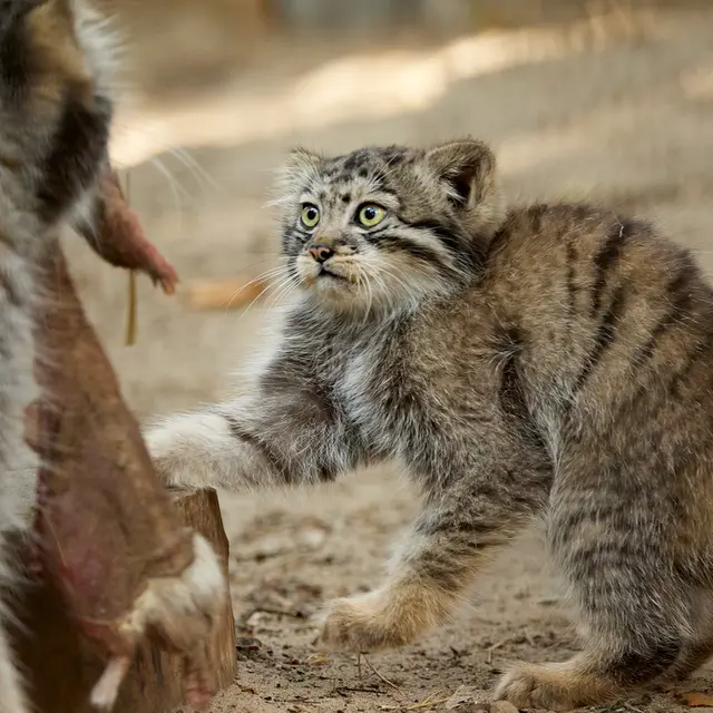 ノヴォシビルスク動物園のイヴとボリスの写真