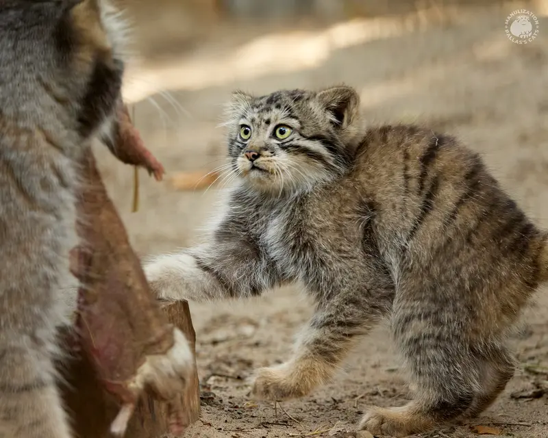 ノヴォシビルスク動物園のイヴとボリスの写真