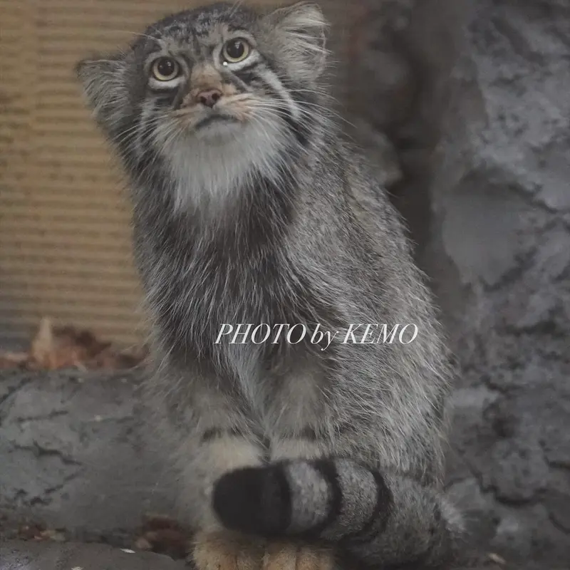 旭山動物園のヒデの写真