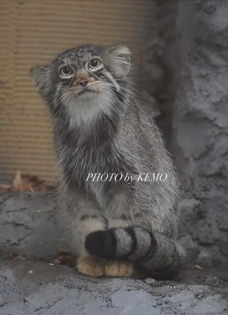 旭山動物園のヒデの写真