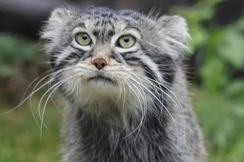 モスクワ動物園のティモフェイの写真