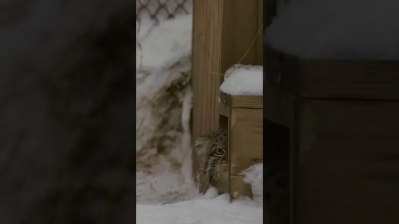 ノヴォシビルスク動物園のマヌルネコの動画