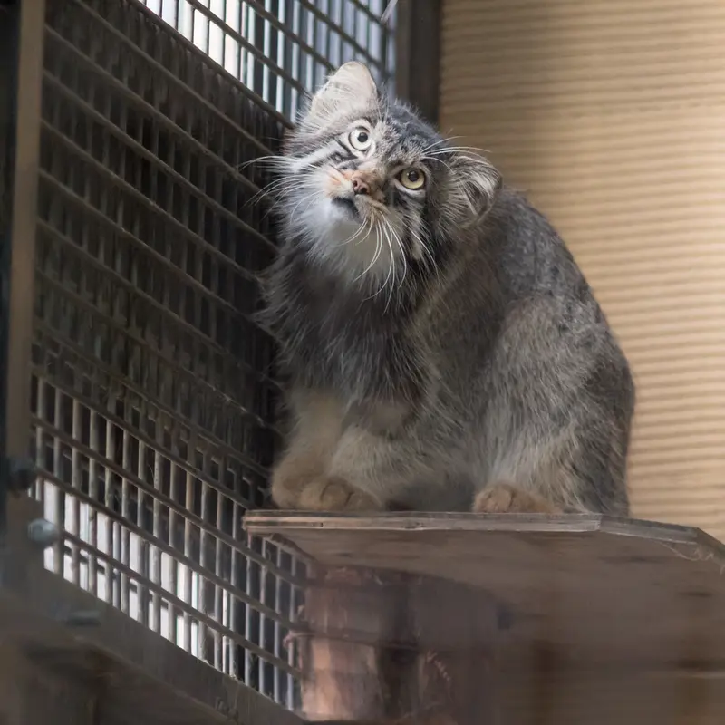 旭山動物園のヒデの写真