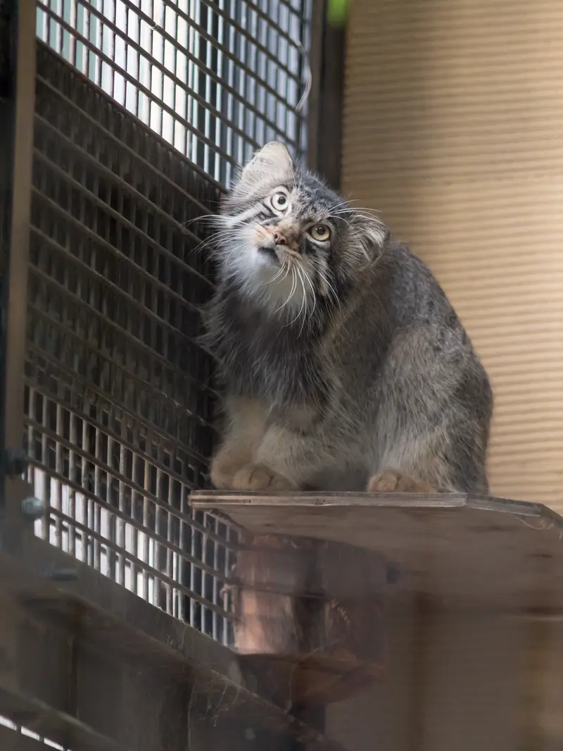 旭山動物園のヒデの写真