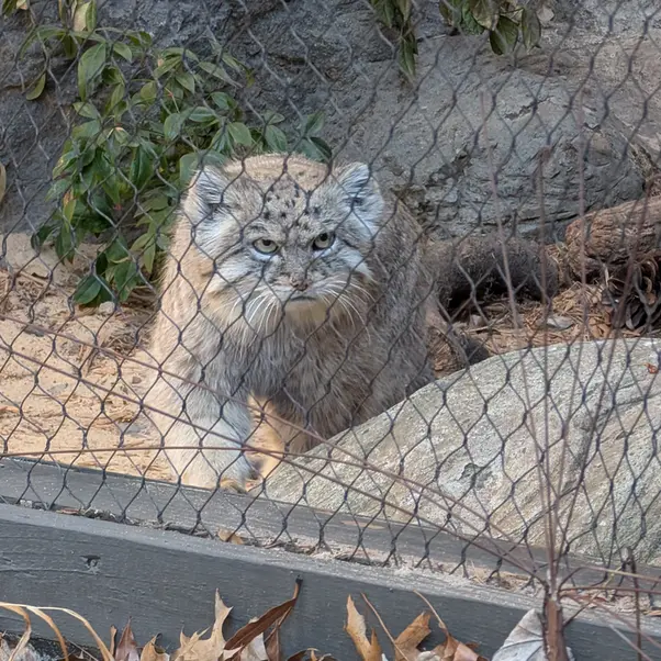 プロスペクト・パーク動物園のバトゥの写真