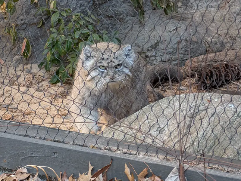 プロスペクト・パーク動物園のバトゥの写真
