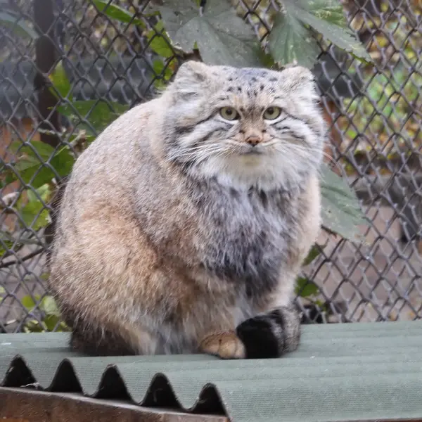 ノヴォシビルスク動物園のスネジャナの写真