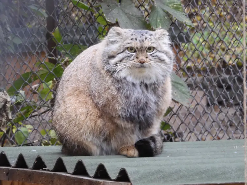 ノヴォシビルスク動物園のスネジャナの写真