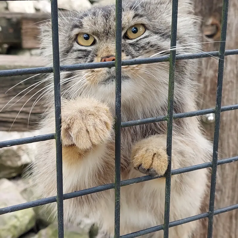 ジー・ズーのボブの写真