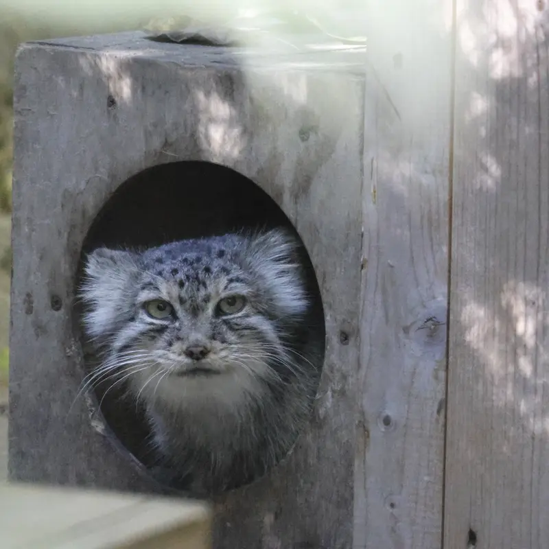 ノヴォシビルスク動物園のロロの写真