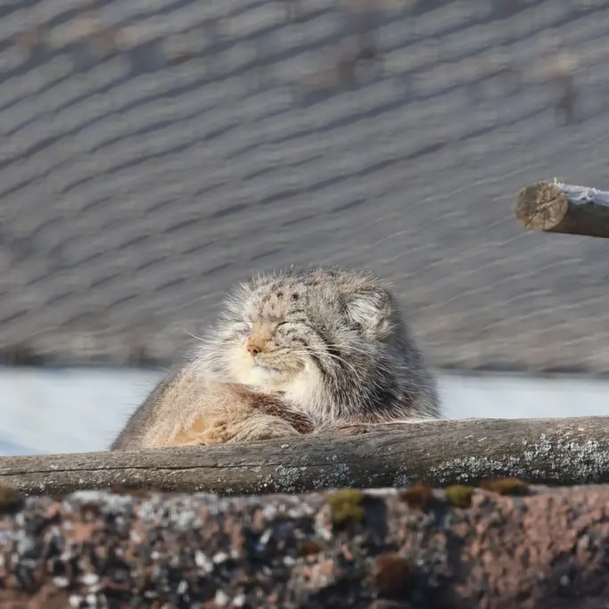 コルケアサーリ動物園のミミの写真