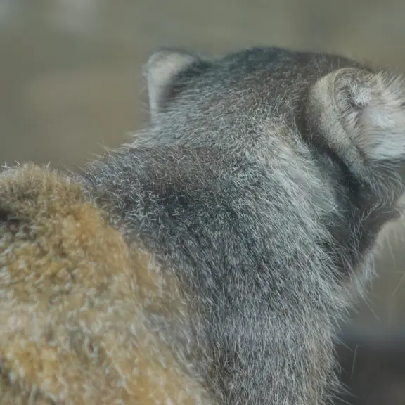 神戸市立王子動物園のマヌルネコの写真