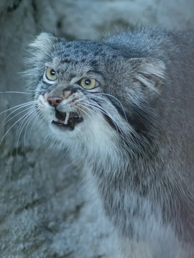 野毛山動物園のフィーガの写真