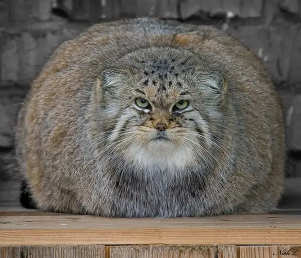 マヌルネコの写真
