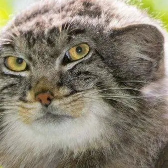 セゲド動物園のエルデネの子（2016年生まれ）の写真
