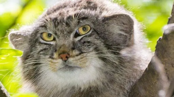セゲド動物園のエルデネの子（2016年生まれ）の写真