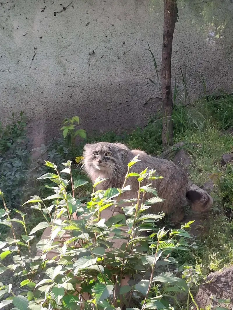ブダペスト動物園&植物園のボフスの写真