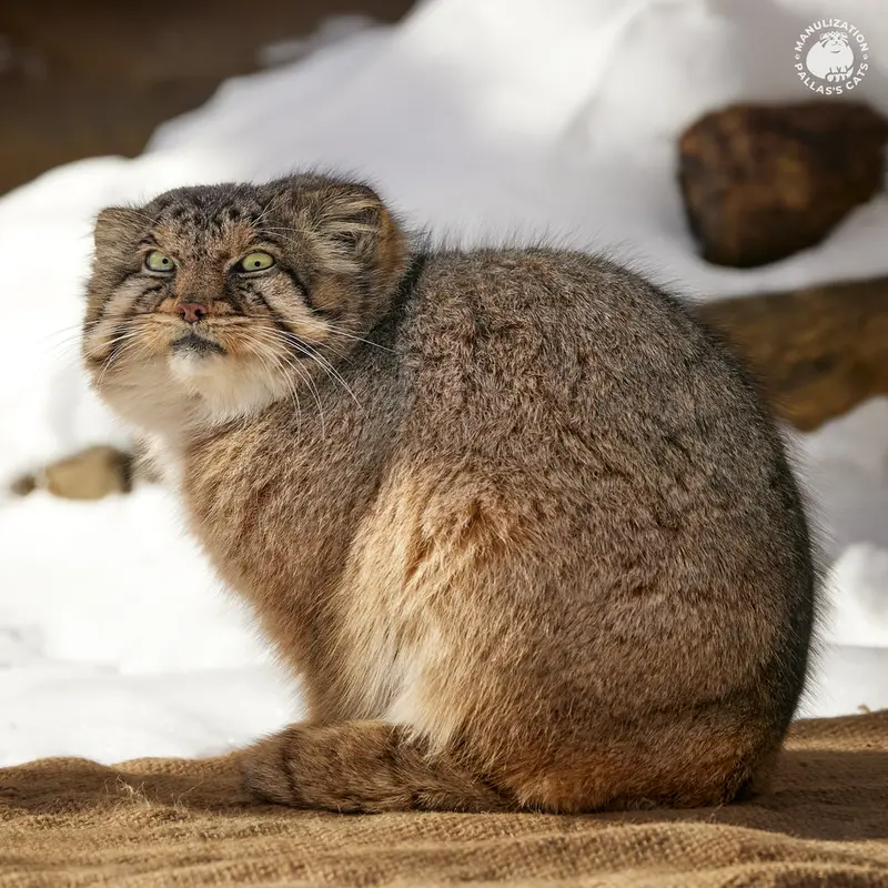 那須どうぶつ王国のボルの写真