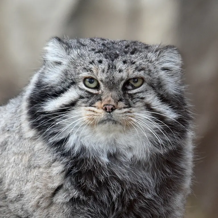 モスクワ動物園のマヌルネコのヴァディム