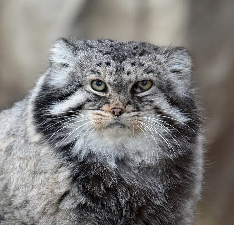 モスクワ動物園のヴァディムの写真