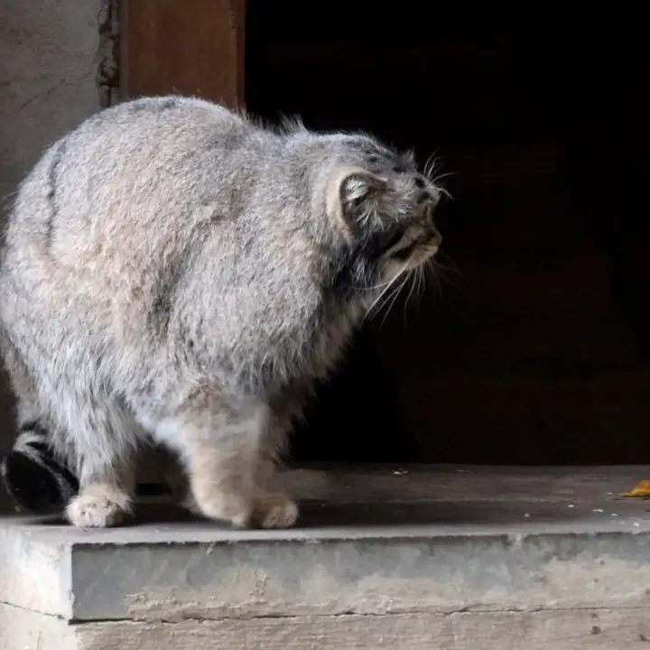 モスクワ動物園のティモフェイの写真