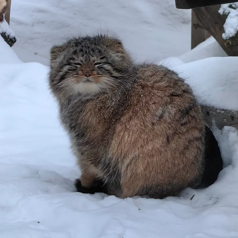 ノヴォシビルスク動物園のアッケムの写真