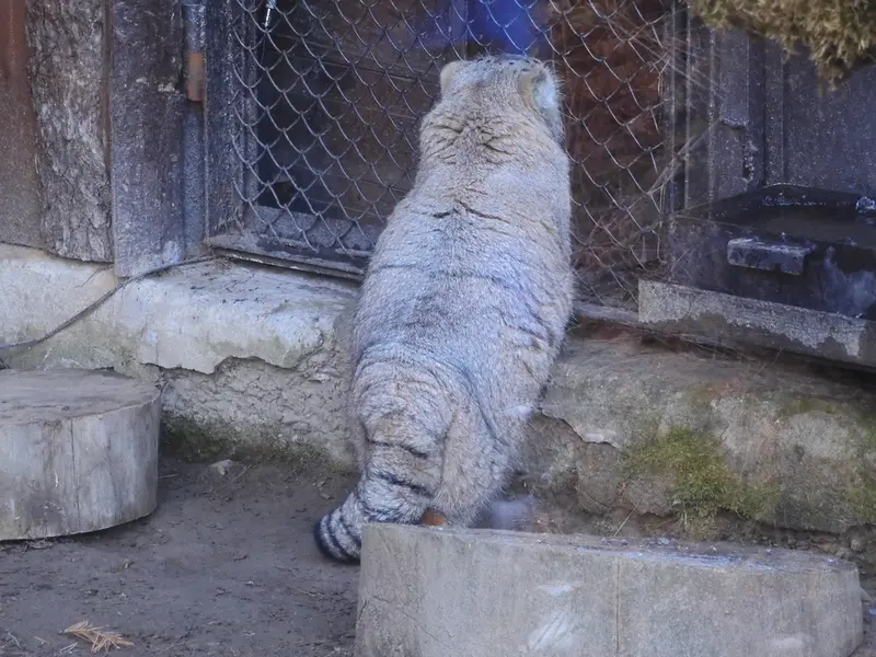 マヌルネコの写真