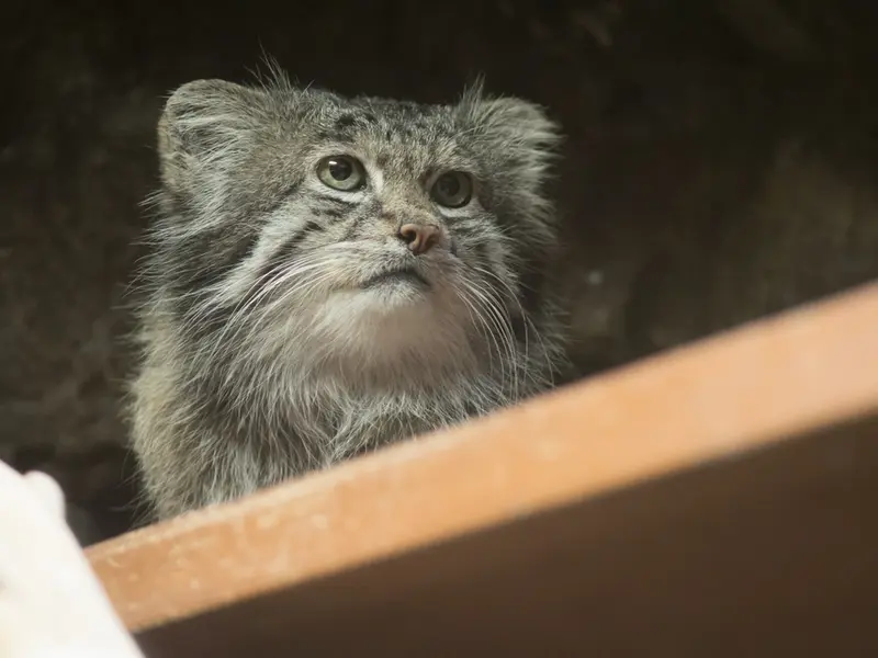 恩賜上野動物園のクリョンの写真